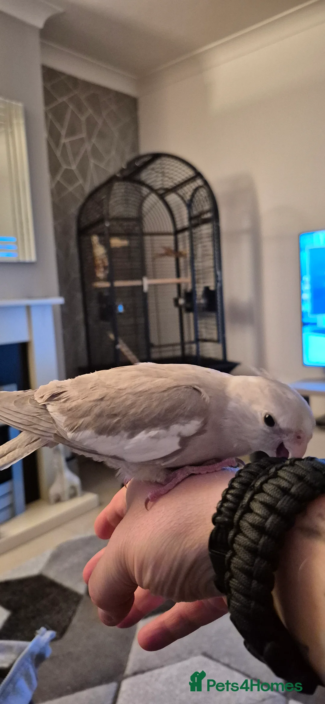 Cockatiels birds for sale: Cockatiel - Advert 5