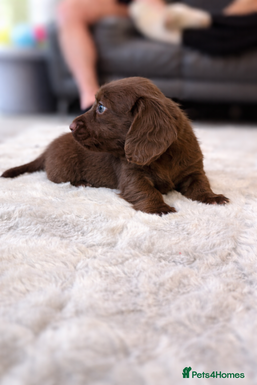 Miniature Dachshund dogs 5* L/H mini reg carrying cream vet approved pups - Advert 2