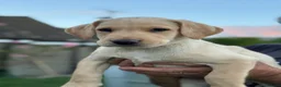 Labrador Retriever dogs for sale: Labrador Puppies ready to go to their new homes - Advert 9