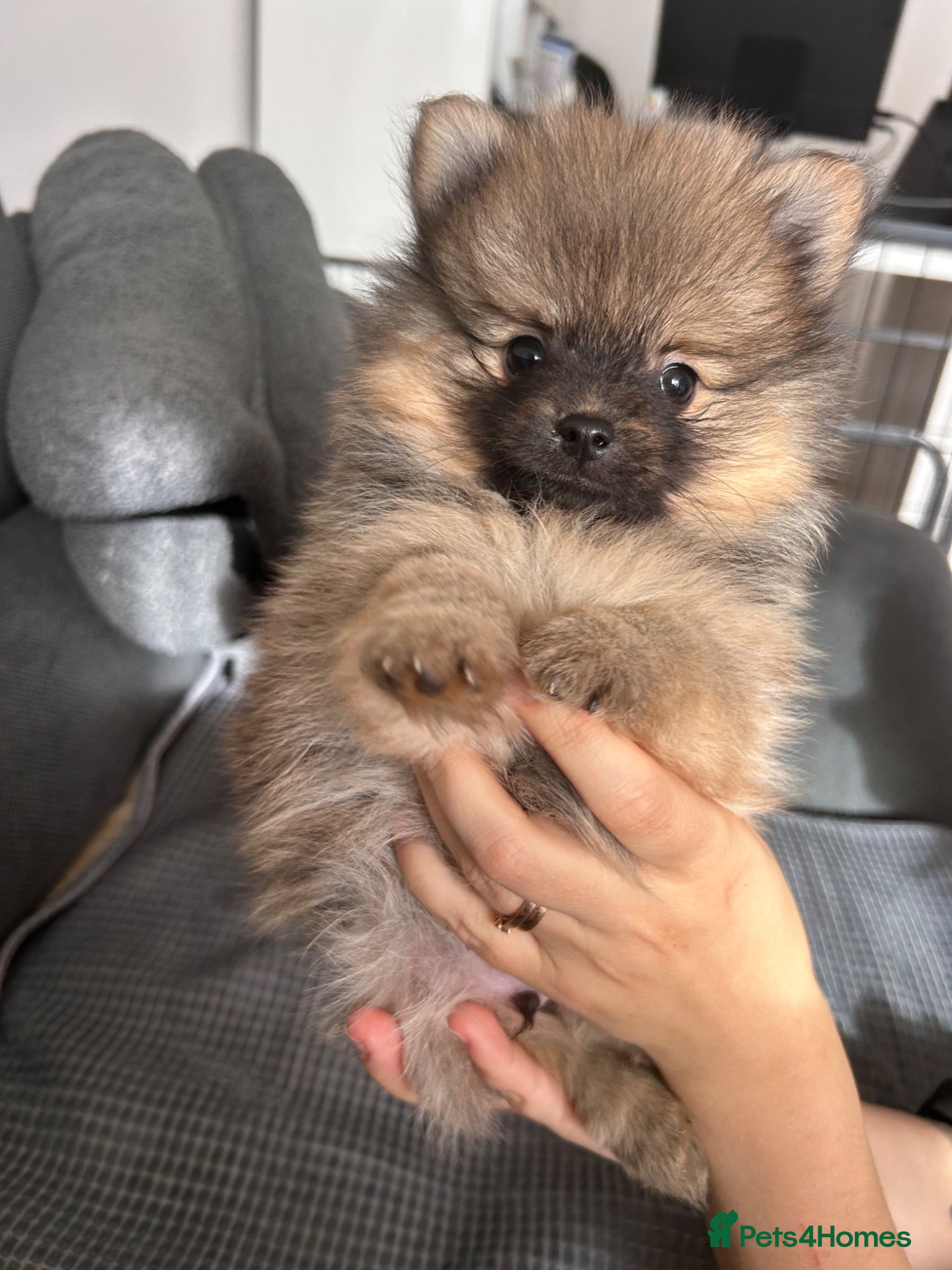 Pomeranian dogs Pomeranian  - Advert 14