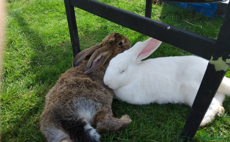 Continental Giant rabbits - Advert 1