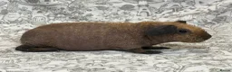 Guinea Pig rodents for sale: Skinny pig, werewolf and Baldwin youngsters/babies - Advert 15