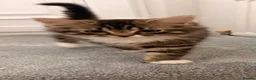 Mixed Breed cats for sale: Maine Coon x Bengal Adorable Kittens  in Camberley - Advert 8