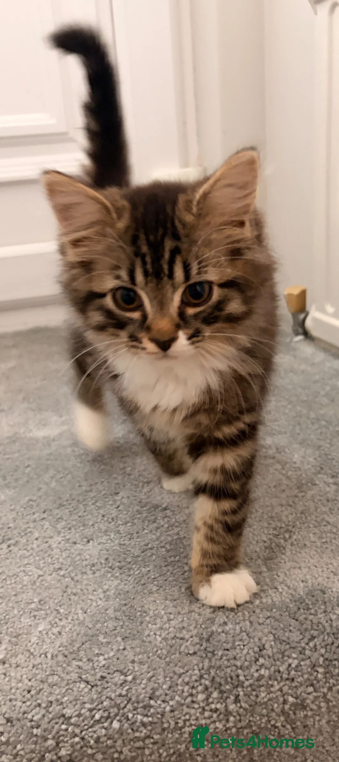 Mixed Breed cats for sale: Maine Coon x Bengal Adorable Kittens  in Camberley - Advert 8