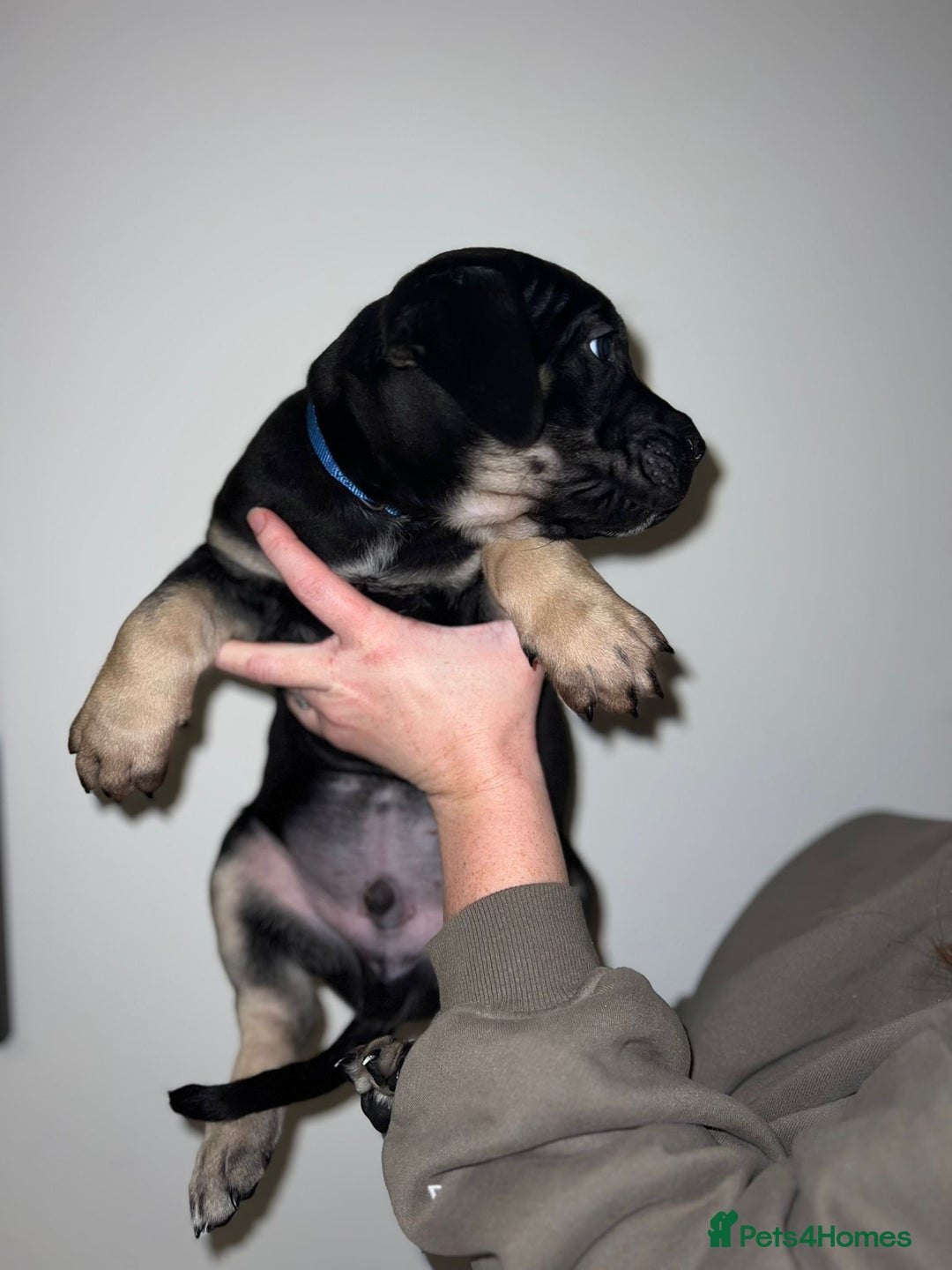 Cane Corso dogs for sale: Cane Corso puppies family reared no expense spared - Advert 10