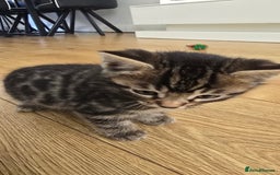 Bengal cats for sale:  Bengal with long haired blk & white kittens - Image 38
