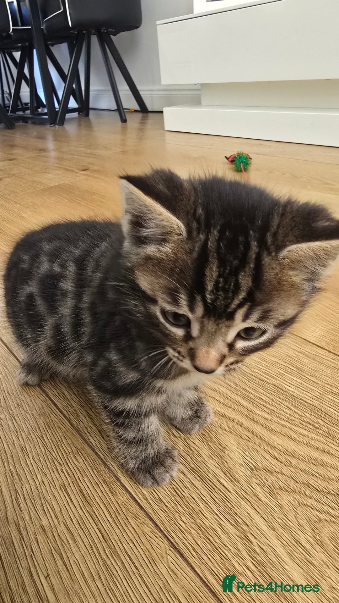 Bengal cats for sale:  Bengal with long haired blk & white kittens - Image 38
