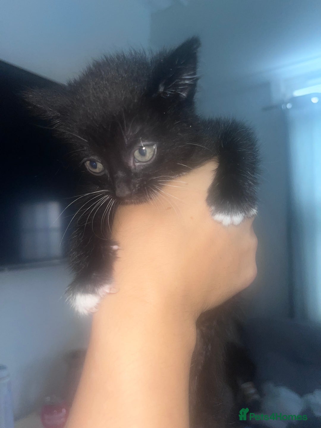 British Shorthair cats for sale: British shorthair x bengal - Image 6