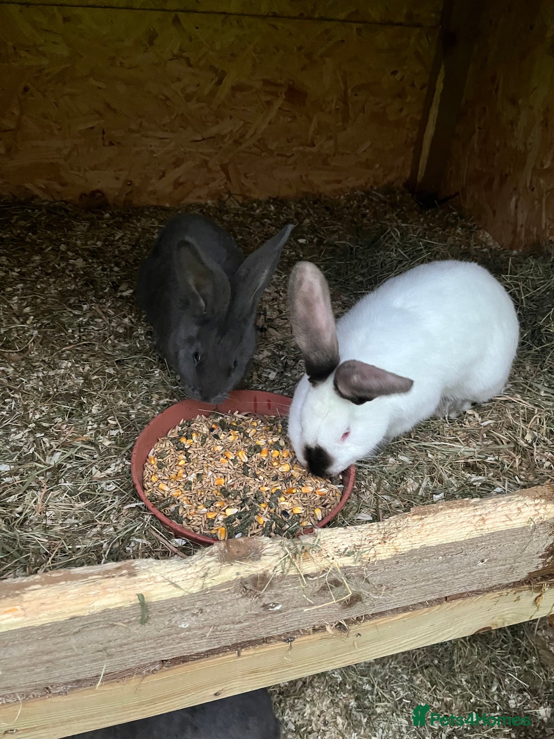 Mixed Breed rabbits for sale: They are very friendly and good with children  - Advert 8