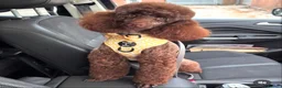 Cavapoo dogs for sale: Genetically health tested chocolate Cavapoos  - Advert 2