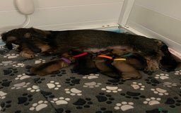 Dachshund dogs for sale: Standard Wire Haired Dachshunds  - Advert 5