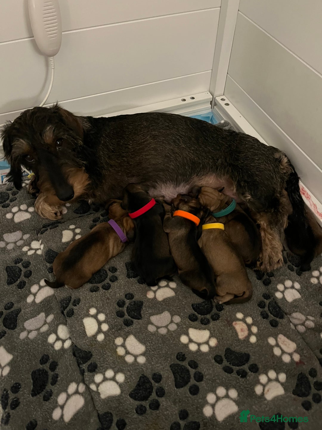Dachshund dogs for sale: Standard Wire Haired Dachshunds  - Advert 5