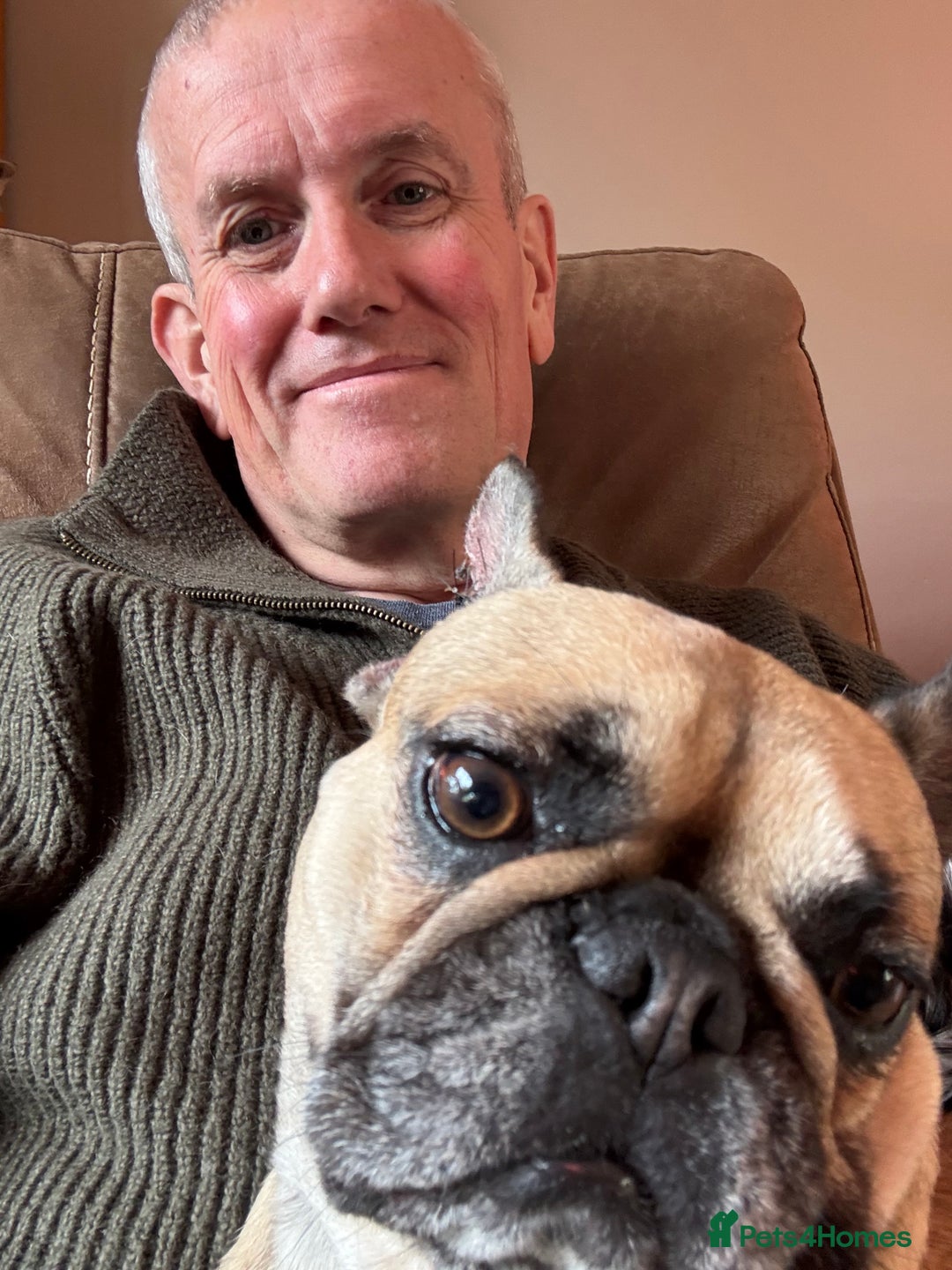 Frug dogs for sale: Frenchie/Pug cross, 18 months to two years old - Image 4
