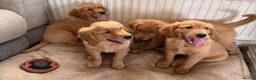 Golden Retriever dogs for sale: Ready for their new homes - Advert 6