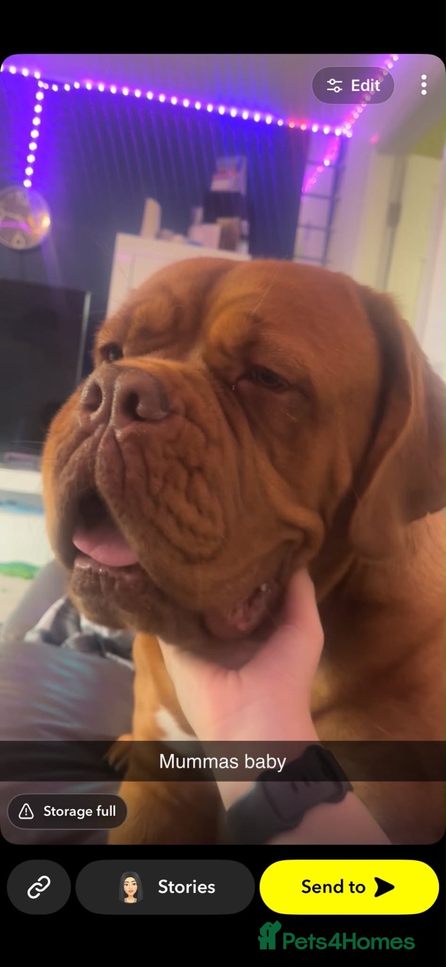 Dogue De Bordeaux dogs Dog de Bordeaux  - Advert 5