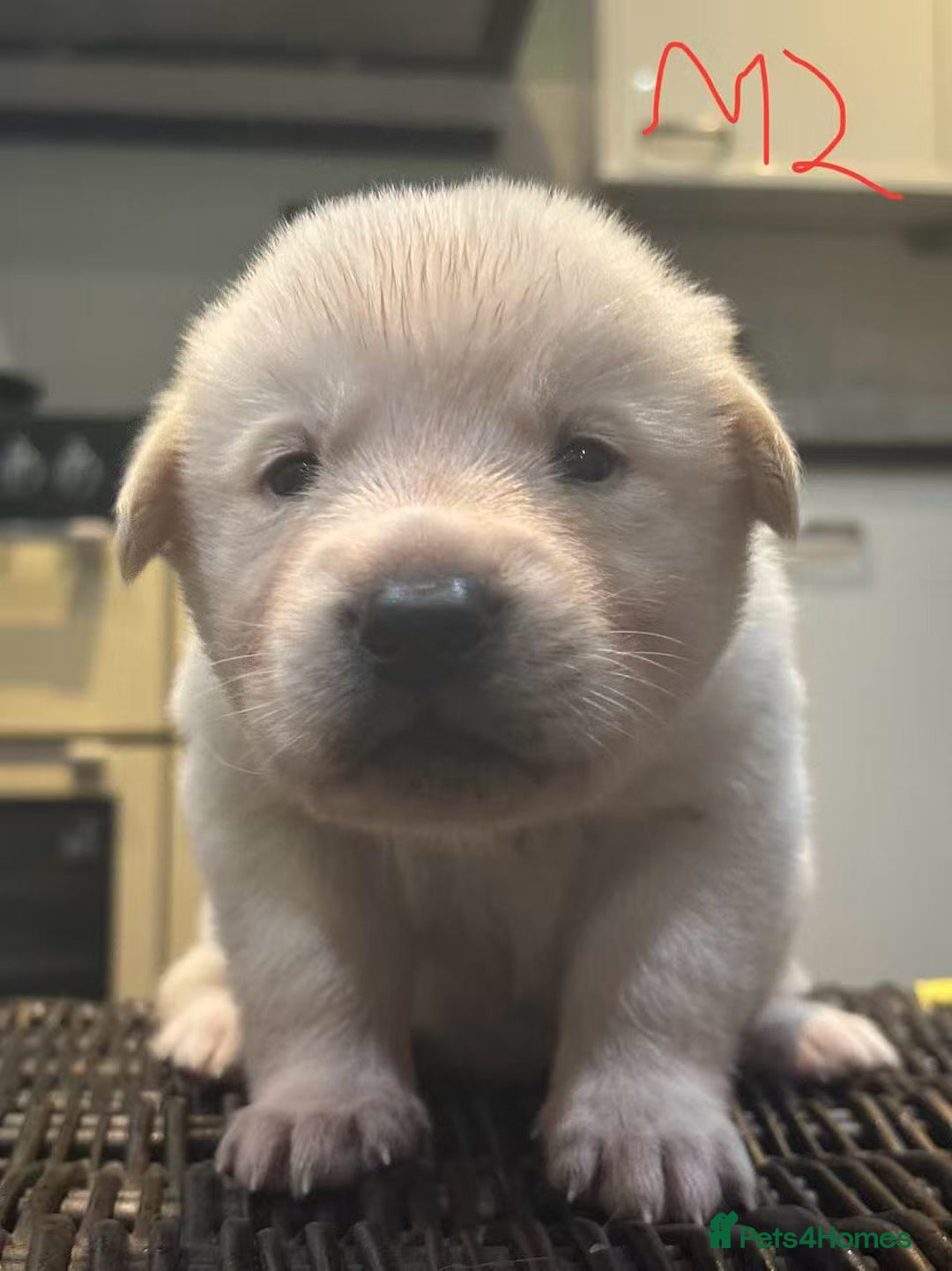 Mixed Breed dogs for sale: puppies for sale - Advert 9