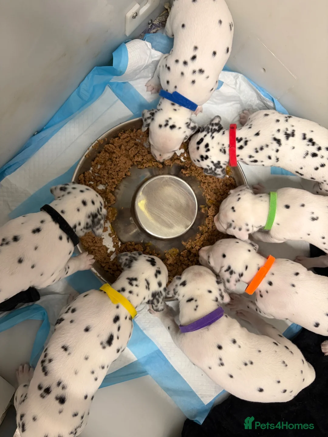 Dalmatian dogs for sale: Dalmatian puppies - Advert 1