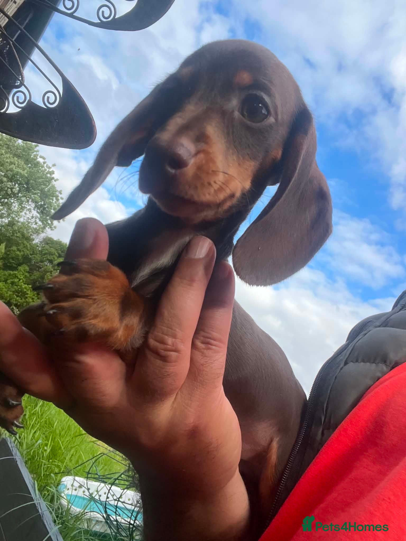 Miniature Dachshund dogs Reduced price -Mini Dachshund Puppies  Chocolate - Advert 4