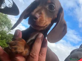 Miniature Dachshund dogs Reduced price -Mini Dachshund Puppies Chocolate - Advert 2