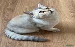 British Longhair cats for sale: Gorgeous British Longhair & Shorthair Kittens - Image 5