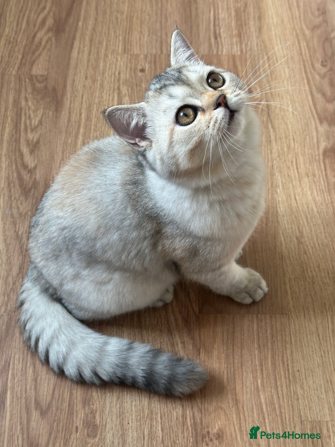 British Longhair cats for sale: Gorgeous British Longhair & Shorthair Kittens - Image 5