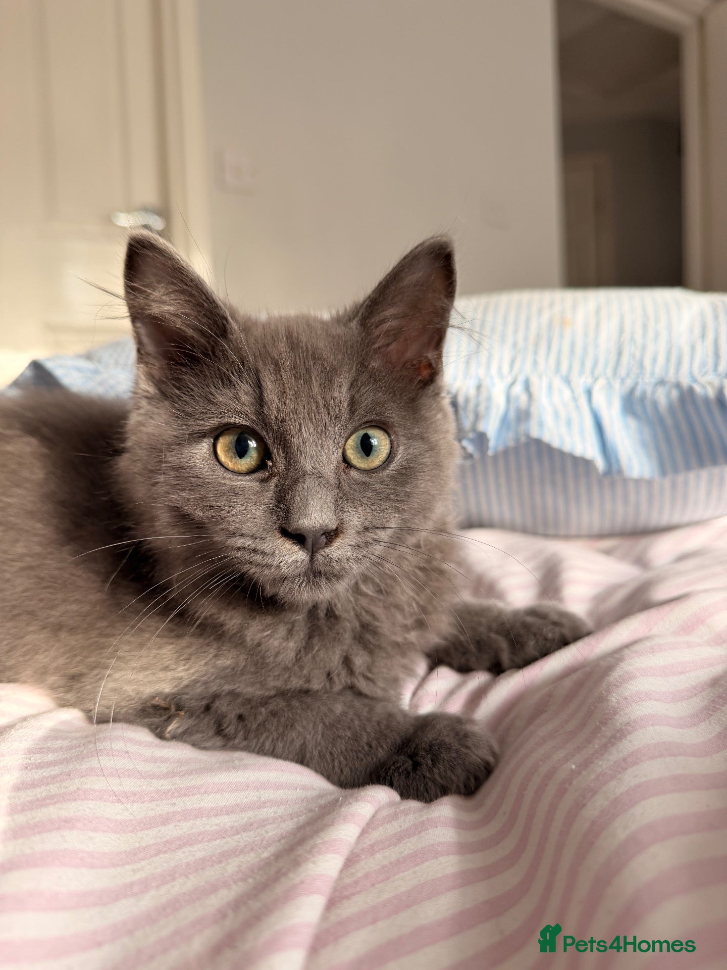Ragdoll cats Ragdoll blue long hair  - Advert 12