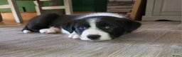 Border Collie dogs for sale: 3 boys, 1 girl in Wellingborough - Advert 12