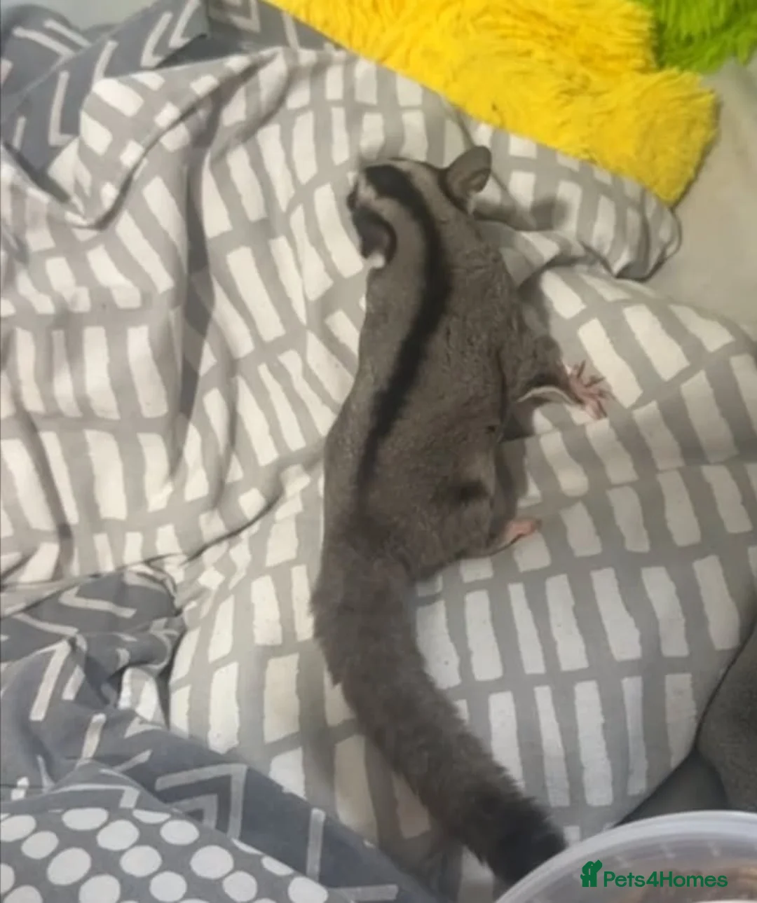 Sugar Glider rodents for sale: Female mosaic sugar glider (1) in Sheffield - Advert 2