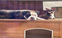 Mixed Breed dogs for sale: 4 beautiful puppies available  - Image 13