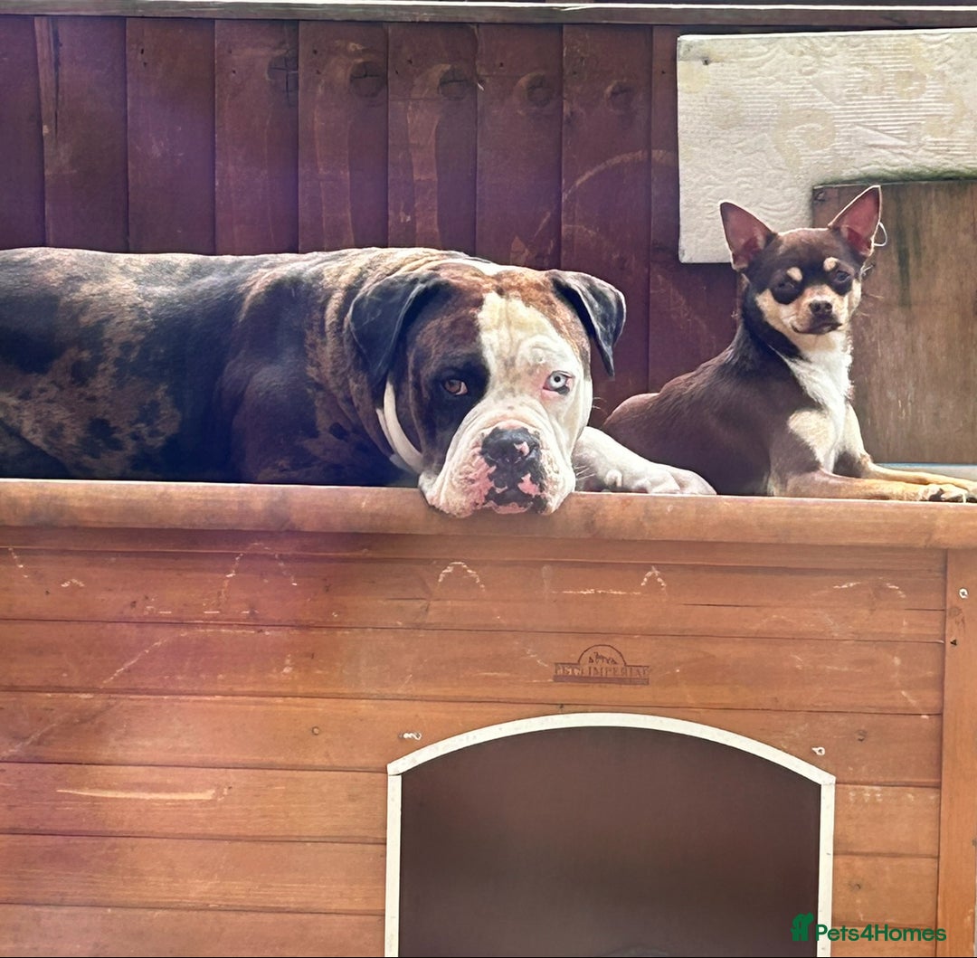 Mixed Breed dogs for sale: 4 beautiful puppies available  - Image 13