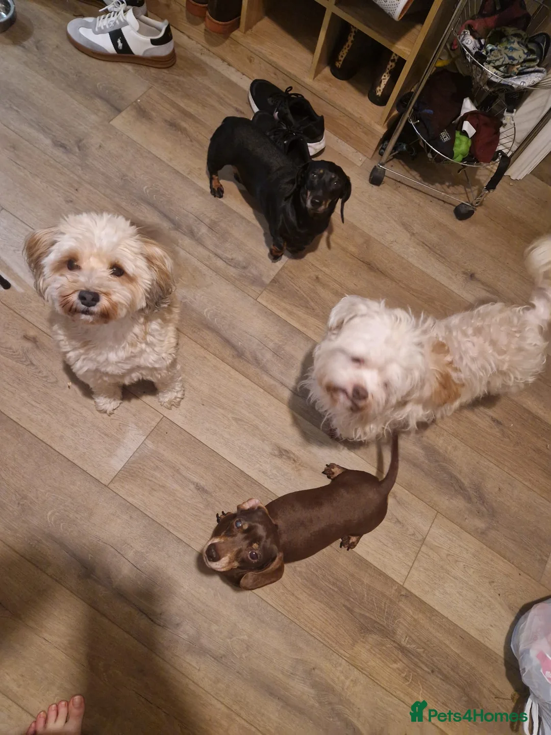 Mixed Breed dogs for adoption: BONDED:💙ALFIE 10yo Shih Tzu❤️MUFFIN 6yo Cockapoo - Advert 6