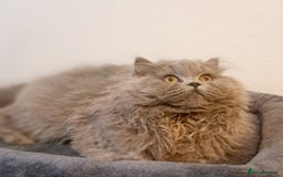 British Longhair cats for sale: TICA Beautiful Blue British Longhair Female - Image 25