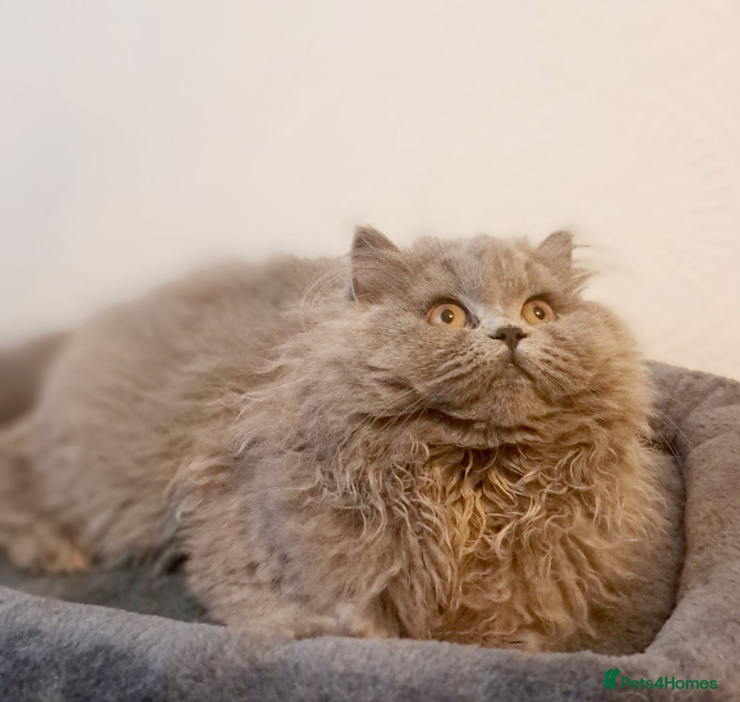 British Longhair cats for sale: TICA Beautiful Blue British Longhair Female - Image 25