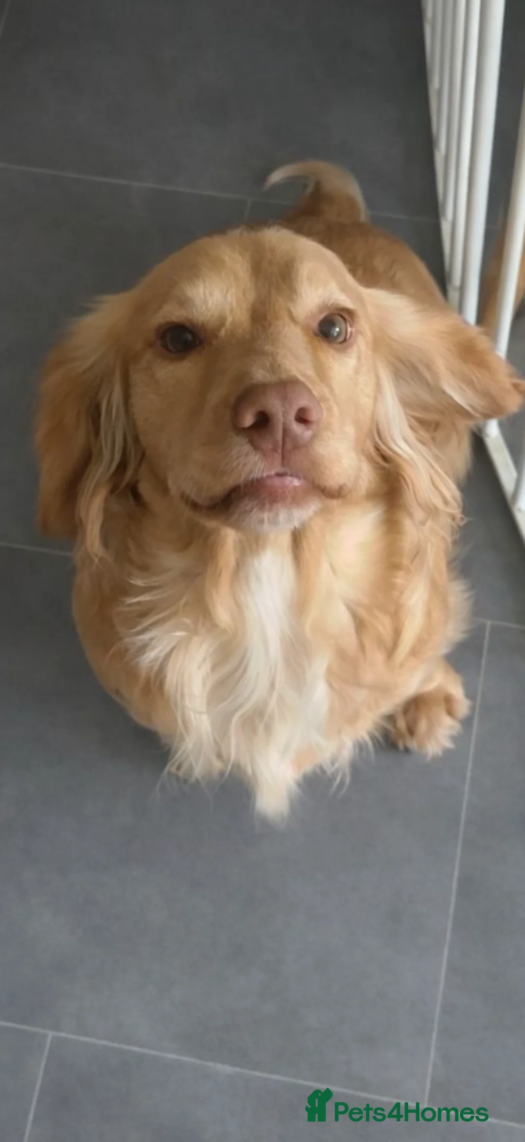 Cocker Spaniel dogs for sale: 20 month old male working cocker spaniel  - Advert 1