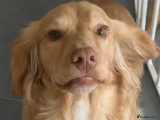 Cocker Spaniel dogs 20 month old male working cocker spaniel - Advert 1