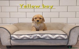 Cavachon dogs for sale: Beautiful Cavapoochons 🥰 - Image 11