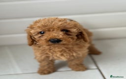 Maltipoo dogs for sale: Quality Korean maltipoos - Image 24