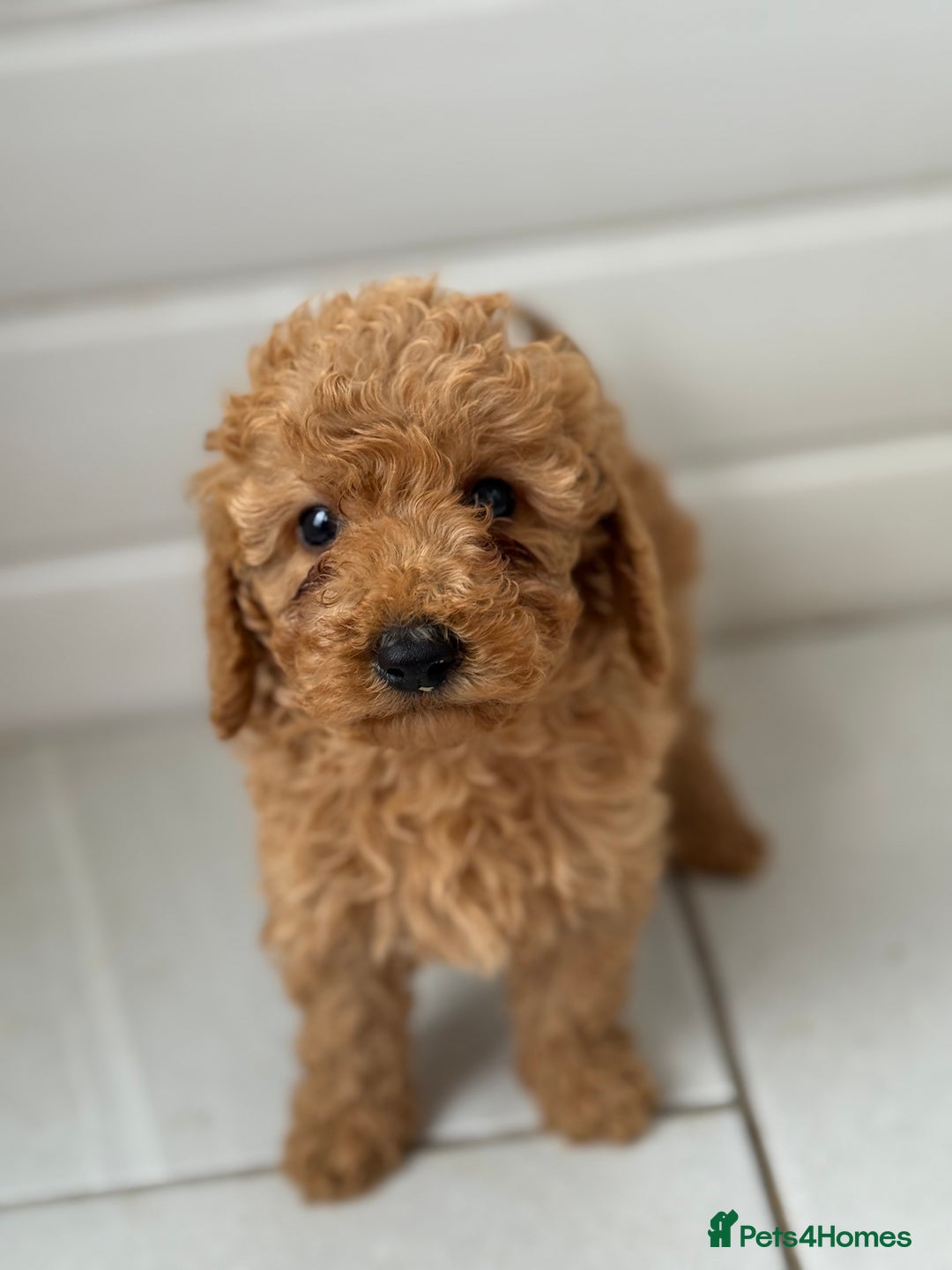 Maltipoo dogs for sale: Quality Korean maltipoos - Image 24