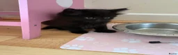 Maine Coon cats for sale: Maincoon X BSH kittens - Advert 11