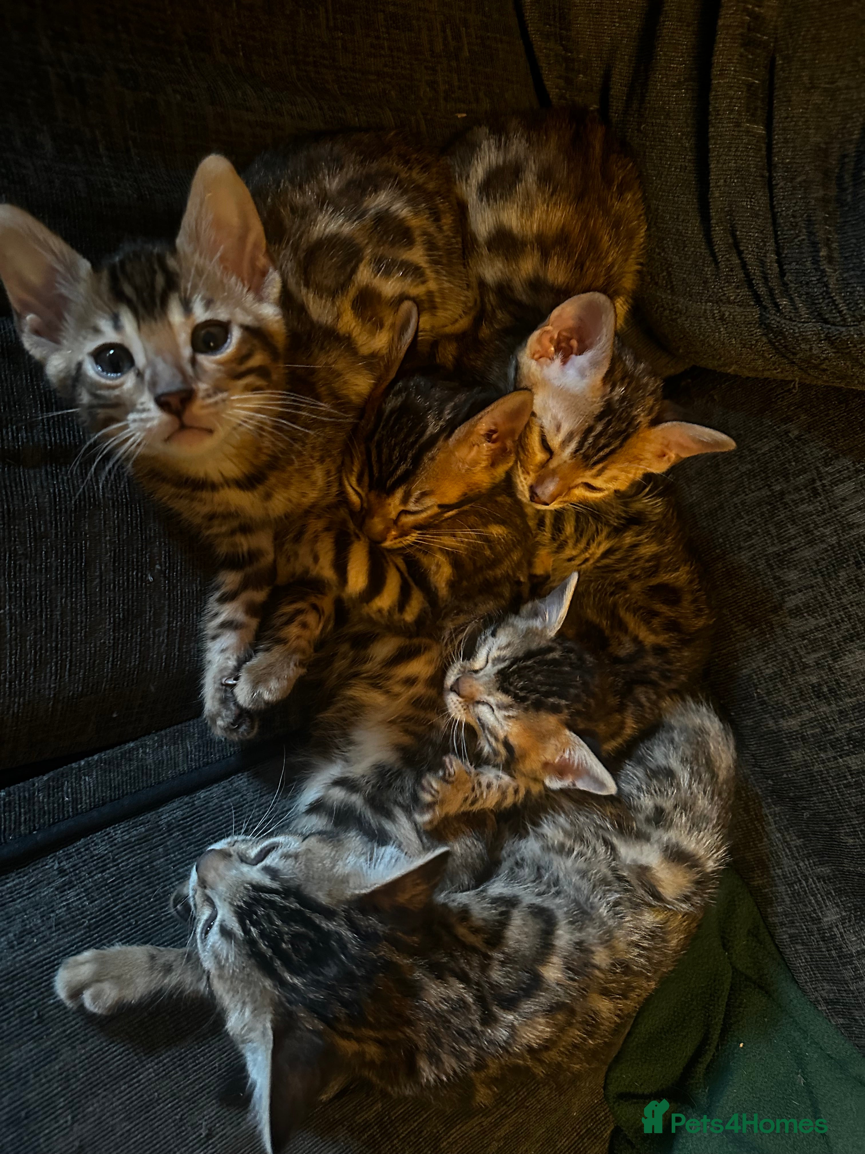 Bengal cats Lovely Bengal Kittens Looking for Loving Homes! 🐾 - Advert 11