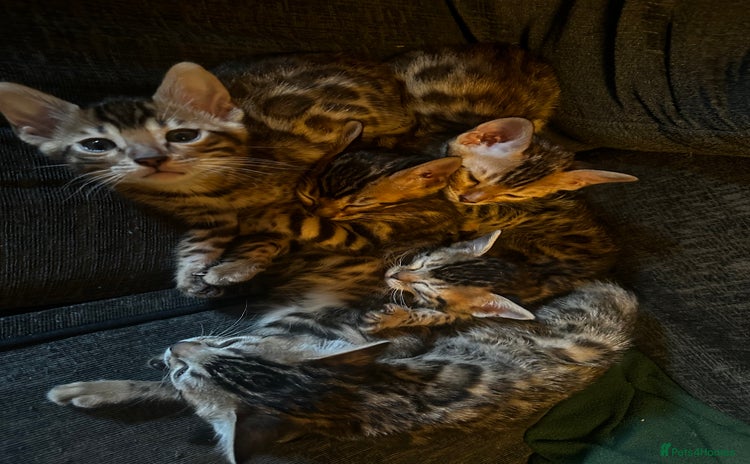 Bengal cats - Advert 1