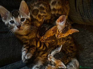 Bengal cats - Advert 31