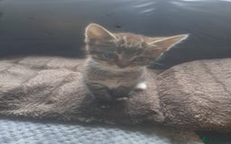 Mixed Breed cats for sale: 2 beautiful males  - Image 6