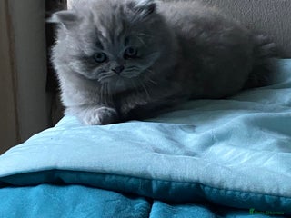 British Shorthair cats GCCF reg Pedigree British Longhair Kitten - Advert 12