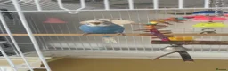 Budgerigars birds for sale: Budgie for sale called blue  in Eastleigh - Advert 3
