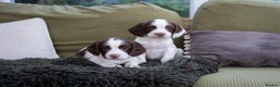 English Springer Spaniel dogs for sale: English Springer Spaniel  - Advert 2