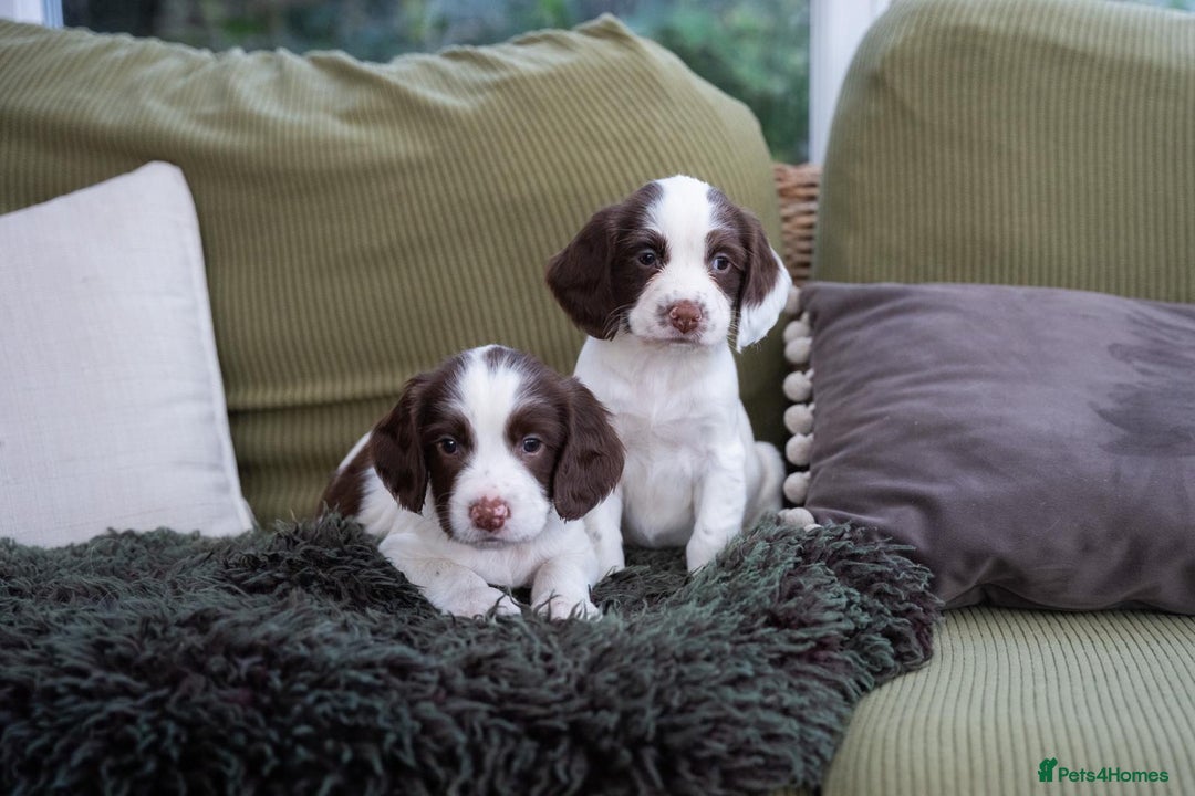 English Springer Spaniel dogs for sale: English Springer Spaniel  - Advert 2