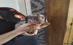 Miniature Dachshund dogs for sale: Miniature dashchund  - Image 5