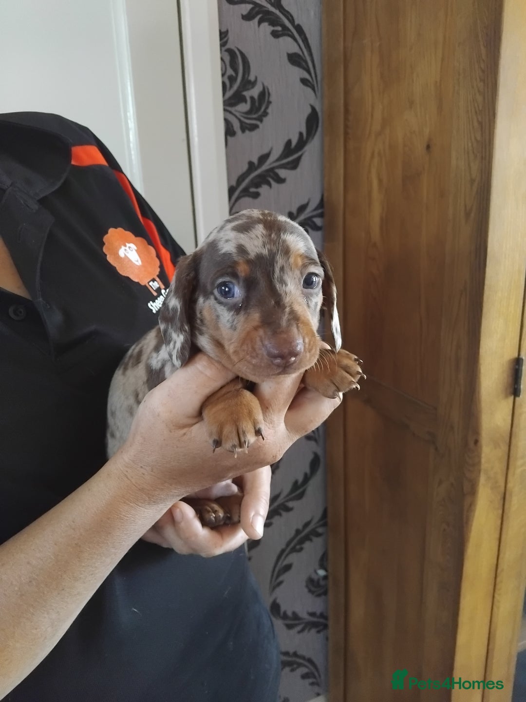 Miniature Dachshund dogs for sale: Miniature dashchund  - Image 5