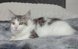 Maine Coon cats for sale: Norwegian Forest Mix European Maine coon Kittens  in Glasgow - Image 2